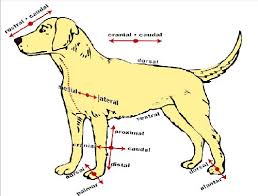 Anatomical terms worksheet in anatomy, specific terms are used to explain the location of body organs, systems, as well as body movement part a: The Anatomy And Physiology Of Animals Directional Terms Worksheet 1 Wikieducator