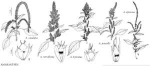 Image result for Amaranthus spinosus