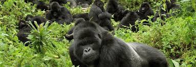 What happens if you start pounding your chest in front of a gorilla? Why Do Gorillas Beat Their Chest African Gorilla Tours