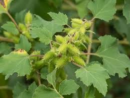 Image result for Xanthium