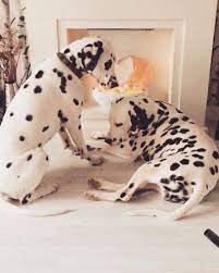 Dalmatian Puppies Cute Pictures And Facts Dogtime Dalmatian Puppy Dalmatian Dogs Dalmatian