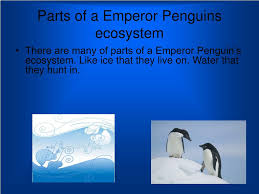 And changes in sea ice concentration (sic), or the relative area of water both jenouvrier and caswell have previously studied how changes in the concentration of sea ice might affect emperor penguin populations over. Ppt Emperor Penguin Powerpoint Presentation Free Download Id 3692254