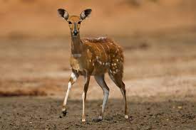 Get meaning and translation of buck in hindi language with grammar,antonyms,synonyms and sentence usages. Bushbuck Definition And Meaning Collins English Dictionary
