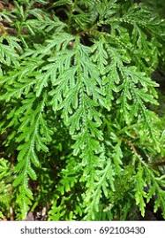 Image result for Selaginella lewalleana