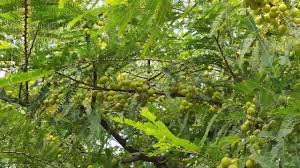 Image result for Phyllanthus boehmii