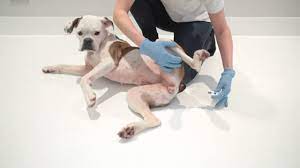 The ear drum is considered to be a good indicator of body temperature as it measures brain blood temperature. How To Take Your Dog S Temperature First Aid For Pets Youtube