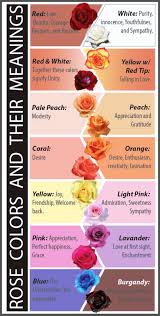 Rose Color Meanings - Fiftyflowers