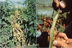 Image result for tomato seedling fusarium wilt