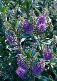 For mla style citation use: Buy Hebe Blue Gem Hedging Plants Hebe X Fransicscana Hopes Grove