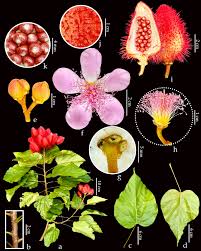 Image result for Bixaceae