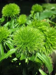 Dianthus Barbatus Green Trick Corporate Flowers Dianthus Flowers Dianthus Barbatus