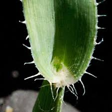 Image result for Tragus koelerioides