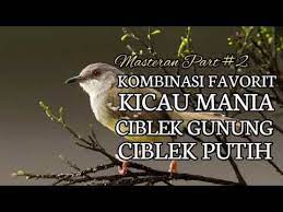Masteran Kombinasi Favorit Ciblek Gunung Mix Ciblek Putih Part 2 Youtube Burung Cantik Burung Juara