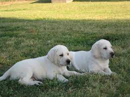 White Lab Puppies For Sale Damascus Way Labradors Pricing White Lab Puppies Lab Puppies Labrador Retriever