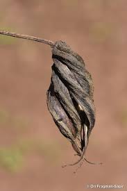 Image result for Helicteres