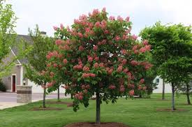 Red horse chestnut is a hybrid (a. Ruby Red Horse Chestnut Tree Showing Off Perfect Form And Stunning Flower On Branch Tips Blooms Horse Chestnut Trees Red Horsechestnut Red Horse Chestnut Tree