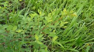 Image result for Flueggea