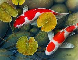 Mengenal Jenis Jenis Ikan Koi Yang Banyak Digemari Ikan Koi Banyak Di Sukai Atau Di Gemari Banyak Orang Karena Warnanya Yang Menarik Da Ikan Warna Kolam Ikan
