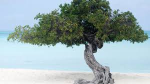 Image result for Libidibia coriaria