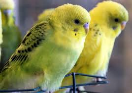The numbers of pet owners keep going higher and higher and even as we speak, someone could be adopting a pet right now. Uncle Bill S Birds Midwest