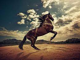 Horse Wallpaper Horses Beautiful Horses