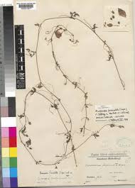 Image result for Eureiandra eburnea