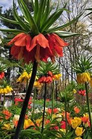 Awesome Flowers Dreamy Nature Mais Mit Bildern Blumen Anbauen Ungewohnliche Blumen Exotische Blumen