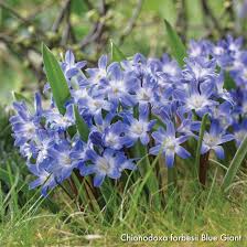 Image result for Loxodera bovonei