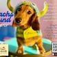 Dachshunds Meet Up