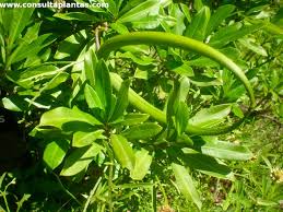 Image result for Strophanthus speciosus