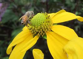 Hobby beekeepers, with a little effort, can have their fresh honey for family and friends. How To Save Your Backyard Hives Hgtv