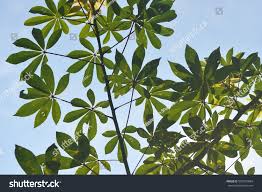 Image result for Ceiba pentandra