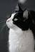 British Shorthair Black And White Cat Breeds