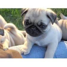 We did not find results for: Pugs In Maine Small Wonders Pugs Maine