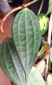 Image result for Carvalhoa macrophylla