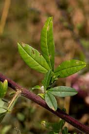Image result for Crotalaria natalitia