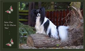 Learn more about the papillon breed and find out if this dog is the right fit for your home at petfinder! Hodowla Lilly S