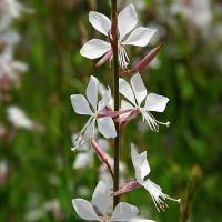 Image result for Oenothera lindheimeri