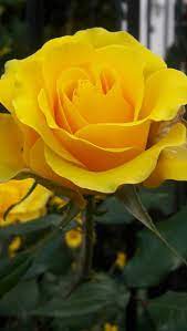 Download Yellow Rose Wallpaper By Pamemuriel 1f Free On Zedge Now Browse Millions Of Popu In 2020 Rose Flower Wallpaper Yellow Rose Flower Beautiful Rose Flowers