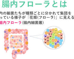 腸内フローラの画像