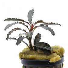 Check spelling or type a new query. Plantes Aquatiques Plantes Semi Aquatiques Et Plantes De Paludarium