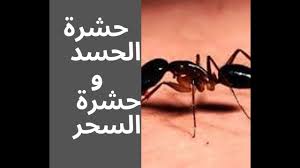 حشرات الحسد و السحر Youtube