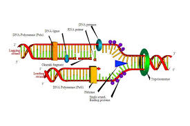 Replication Vs Transcription Difference And Comparison