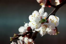 Each stub should have at least one bud. Apricot Flowers All The Facts
