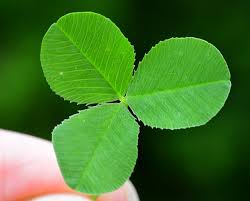 Image result for Trifolium