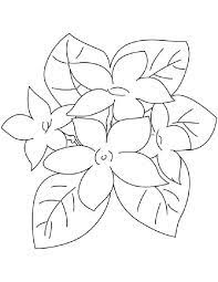 All your paper needs covered 24/7. Jasmine Flower Coloring Pages Flower Drawing Flower Coloring Pages Hawaiian Flower Drawing