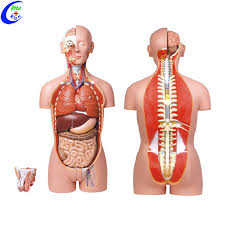 Suhu tubuh bisa dipengaruhi oleh berbagai hal, misalnya suhu lingkungan. Kit Model Torso Badan Manusia 3d Dasar Ilmu Medis Buy Tubuh Model Torso Ilmu Kedokteran 3d Tubuh Manusia Torso Model Kit Product On Alibaba Com