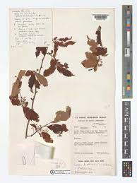 Image result for Maesa lanceolata