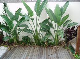 Strelitzia Nicholai Love Those Leaves Outdoor Gardens Garden Landscape Design Tropical Garden