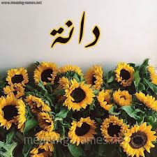 دانة شكل 17 صوره دوار الشمس للإسم بخط رقعة كتابة على الورد 2021